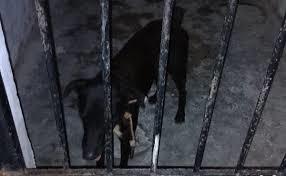 Encarcelan a perro en Yucatán tras morder a tres personas