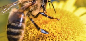 Importancia del Día Nacional de las Abejas: medidas para su protección