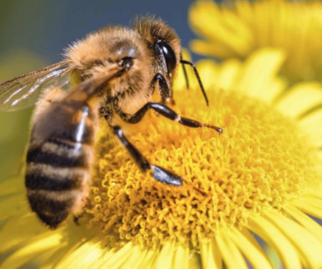 Importancia del Día Nacional de las Abejas: medidas para su protección Importancia del Día Nacional de las Abejas: medidas para su protección