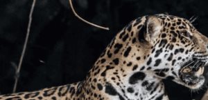 La liberación de jaguares en Brasil: un paso adelante en medio de amenazas constantes