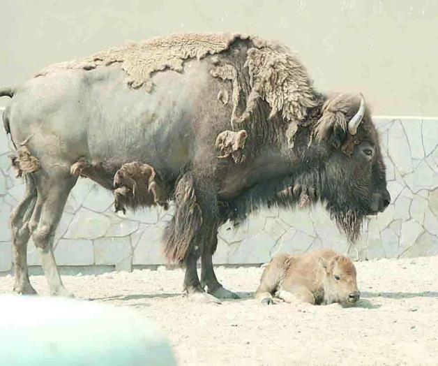 Nace cría de bisonte americano Nace cría de bisonte americano