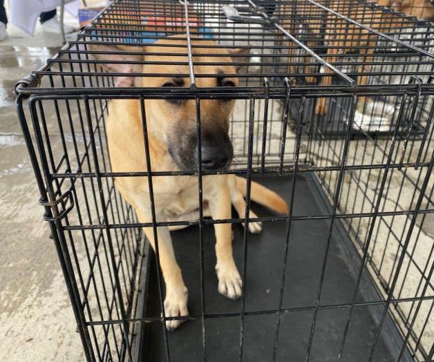 Piden endurecer penas por el maltrato animal