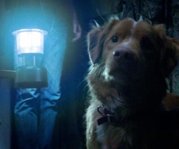Estrenan tráiler de Good boy, cinta de terror con perro protagonista Estrenan tráiler de Good boy, cinta de terror con perro protagonista
