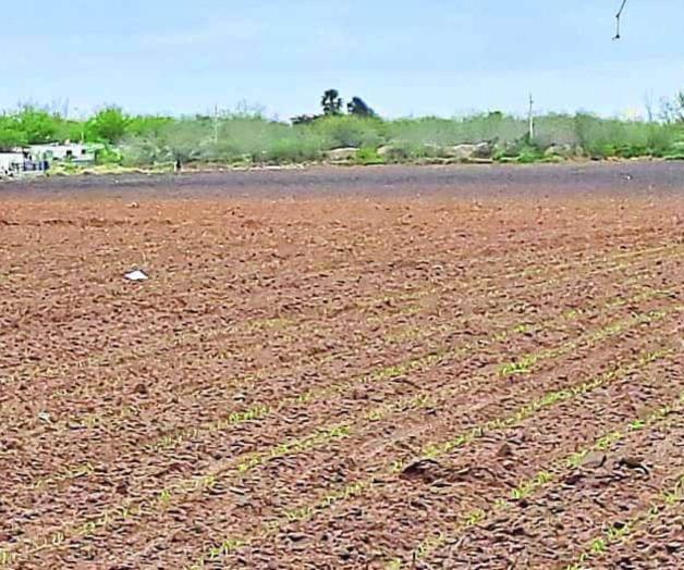 Suspenden siembra de sorgo Suspenden siembra de sorgo
