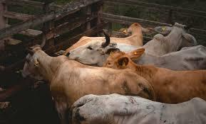 Ganaderos piden cerrar importaciones en frontera sur de M&eacute;xico