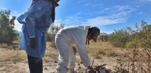 Iniciativa en el Senado busca otorgar protección legal a madres buscadoras de desaparecidos