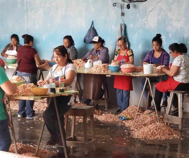 Comienza a repuntar a captura de camarón Comienza a repuntar a captura de camarón