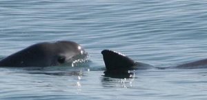 Acusan a México de incumplir en protección de la vaquita marina