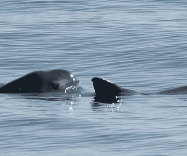 Acusan a M&eacute;xico de incumplir en protecci&oacute;n de la vaquita marina
