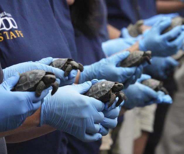 Cr&iacute;as de tortuga nacen de padres centenarios