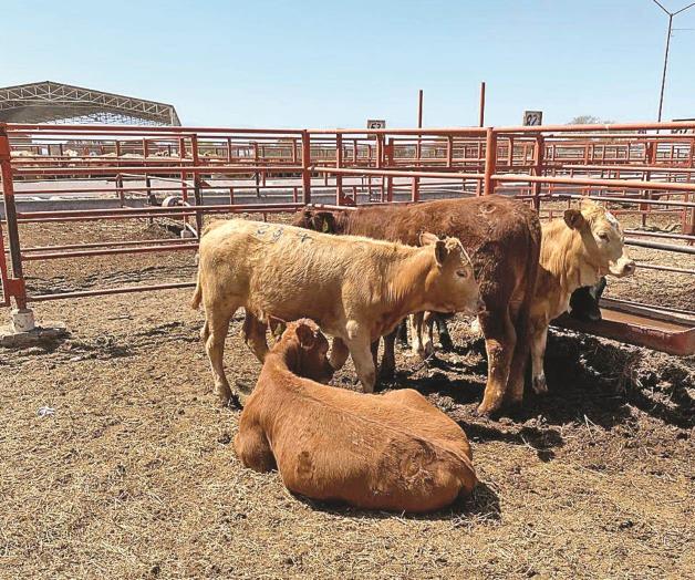 Comercializan ganado en subasta de ciudad Victoria