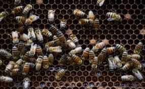 Sader implementa estrategia para proteger a las abejas