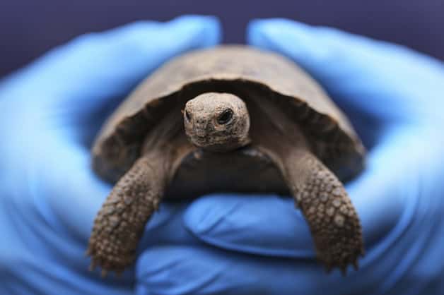 Cr&iacute;as de tortuga nacen de padres centenarios