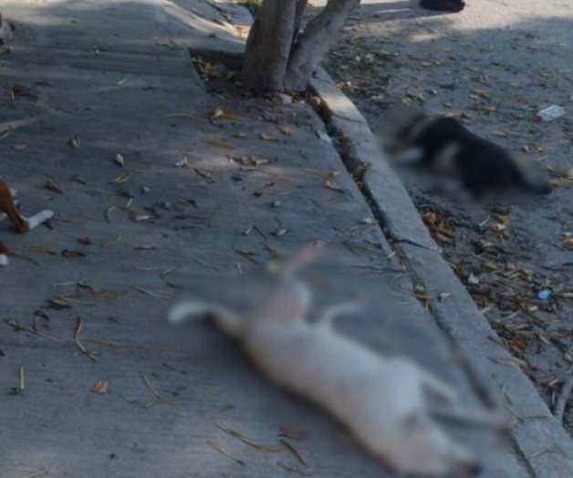 Reportan envenenamiento masivo de mascotas en Yucat&aacute;n