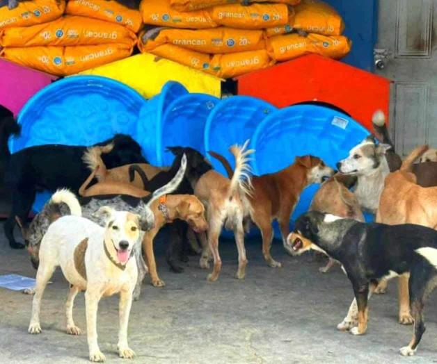 Llaman animalistas a esterilizar mascotas