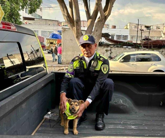 Adoptan agentes de Tr&aacute;nsito a perrito maltratado