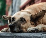 Síntomas de envenenamiento en mascotas: ¿Cómo actuar?