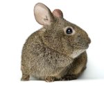 UNAM alerta sobre la amenaza de extinción del conejo teporingo