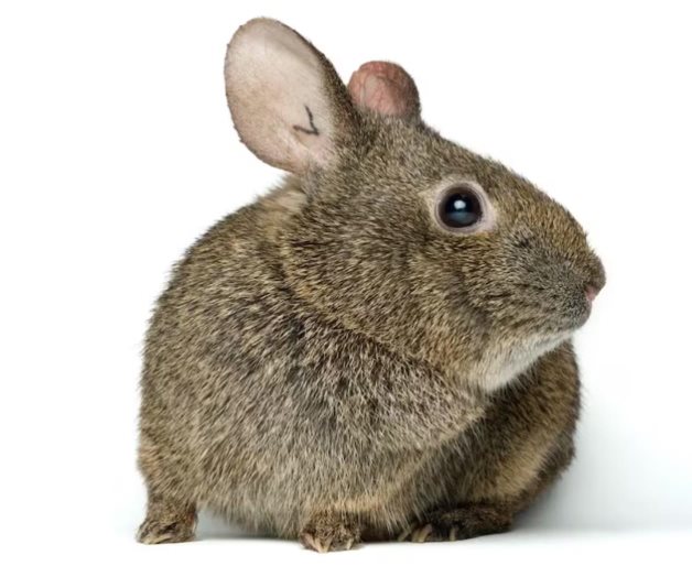 UNAM alerta sobre la amenaza de extinción del conejo teporingo UNAM alerta sobre la amenaza de extinción del conejo teporingo