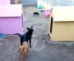 Envenenan perros  en albergue canino