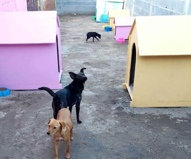 Envenenan perros en albergue canino Envenenan perros en albergue canino