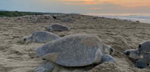 Más de 300 mil tortugas golfinas anidan en Oaxaca