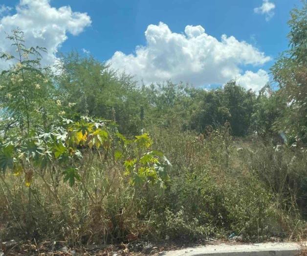 Brotan los animales nocivos con lluvias Brotan los animales nocivos con lluvias