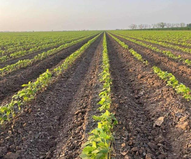 Surgen más apoyos para siembra de soya Surgen más apoyos para siembra de soya