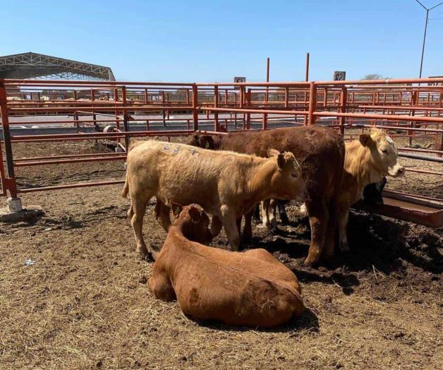 Descartan sufrir pérdidas ganaderas por la canícula Descartan sufrir pérdidas ganaderas por la canícula