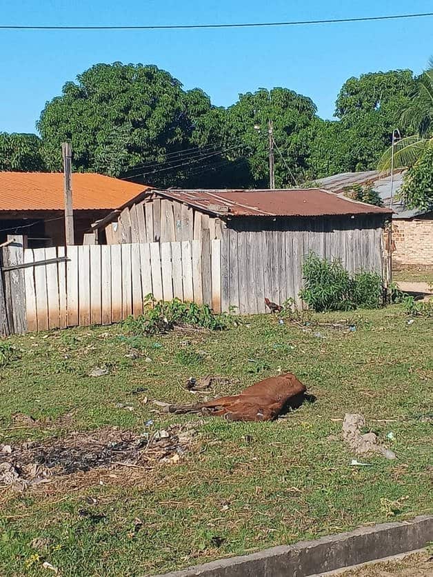 Aumenta el abandono de animales