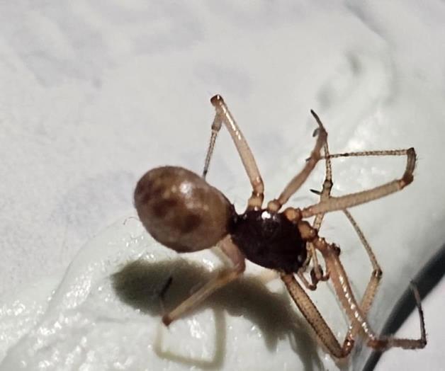 Registran ataque de araña exótica Registran ataque de araña exótica