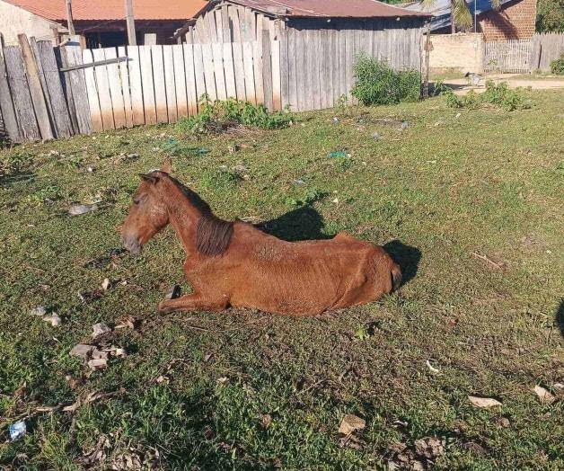 Aumenta el abandono de animales Aumenta el abandono de animales