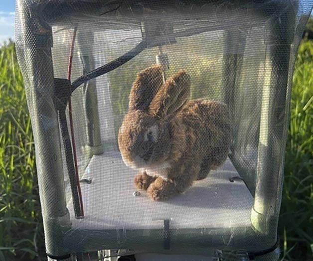 Los conejos robóticos para controlar pitones invasores