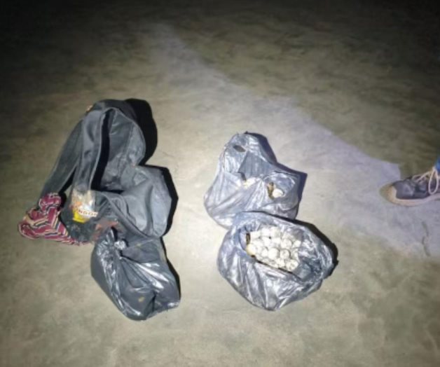 Marina localiza 61 nidos de tortuga golfina en costas de Michoacán Marina localiza 61 nidos de tortuga golfina en costas de Michoacán