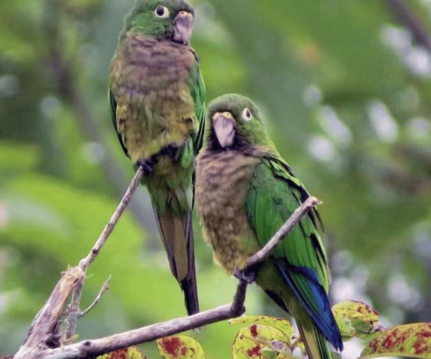Olas de calor extremo provocan desaparición de 38% de aves tropicales Olas de calor extremo provocan desaparición de 38% de aves tropicales
