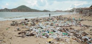 Tortugas marinas desovan en playas de Los Cabos pese a la basura