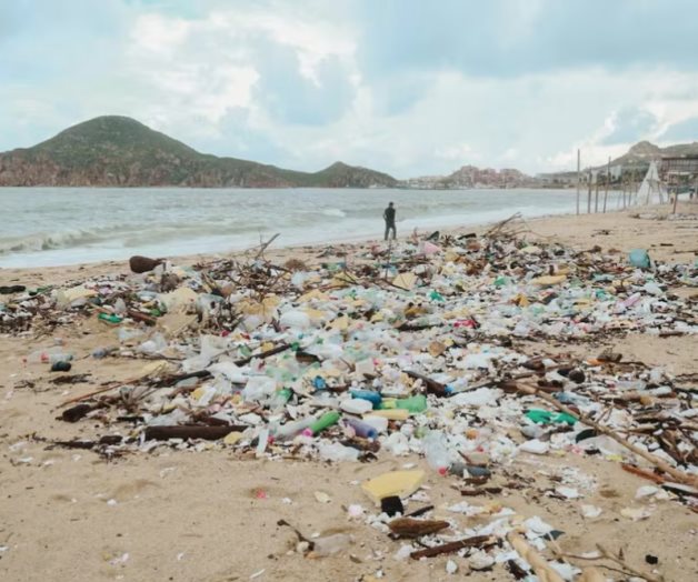 Tortugas marinas desovan en playas de Los Cabos pese a la basura Tortugas marinas desovan en playas de Los Cabos pese a la basura