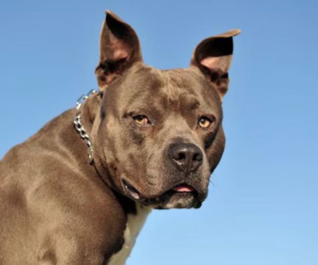 Perro Pitbull hiere gravemente a adulta mayor en Iztapalapa Perro Pitbull hiere gravemente a adulta mayor en Iztapalapa