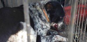 Muere bebé de 6 meses tras ataque de perros en Matamoros
