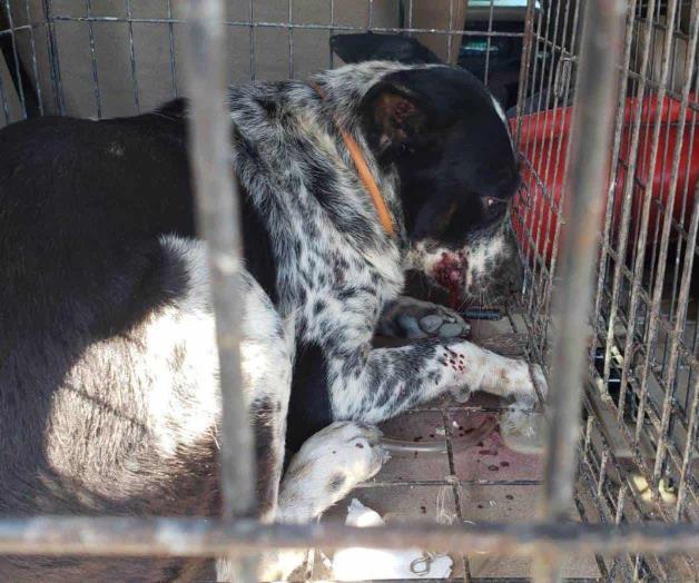 Muere bebé de 6 meses tras ataque de perros en Matamoros Muere bebé de 6 meses tras ataque de perros en Matamoros