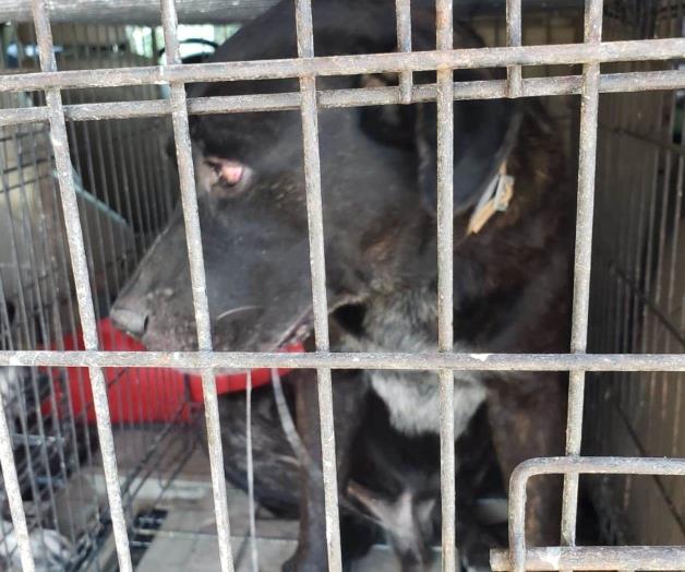 Perros matan a una bebé Perros matan a una bebé