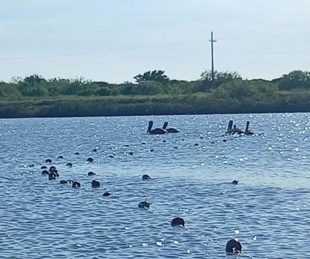 Acaba pesca furtiva con fauna acuática Acaba pesca furtiva con fauna acuática