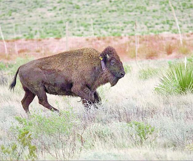El bisonte americano reconquista México El bisonte americano reconquista México