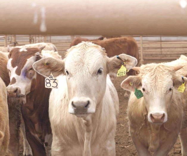 Prev&eacute;n pronta reapertura en exportaci&oacute;n de ganado