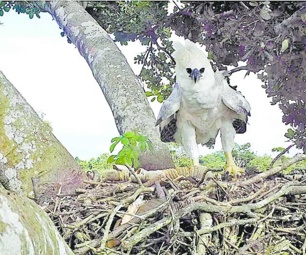 El águila harpía El águila harpía
