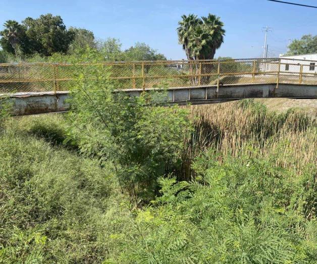 Casi cubre la maleza al dren ´Río Bravo´