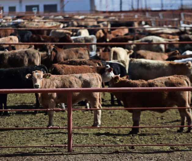 Inspección de Sanidad Animal en México por Gusano Barrenador del Ganado Inspección de Sanidad Animal en México por Gusano Barrenador del Ganado