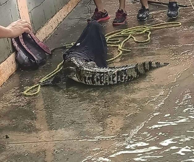 Niega alcalde peligrosidad de cocodrilos Niega alcalde peligrosidad de cocodrilos