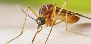 Suben casos de virus del Nilo Occidental