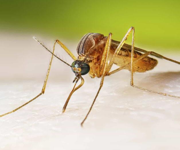 Suben casos de virus del Nilo Occidental